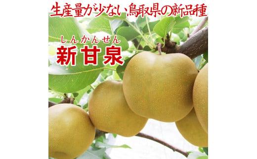 鳥取県産 新甘泉5kg 訳あり【フォーシーズン】