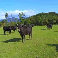 滋賀県滋賀県のふるさと納税お礼の品2