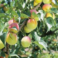 和歌山県みなべ町のふるさと納税お礼の品2