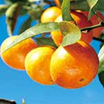 和歌山県上富田町のふるさと納税お礼の品3