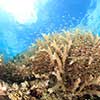 沖縄県渡嘉敷村のふるさと納税お礼の品1