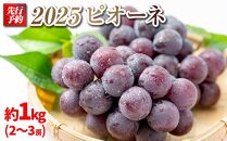 【先行予約】2025　ピオーネ　２房～３房　約1キロ　【９月下旬頃～順次発送予定】　長野県産　国際特許有機肥料栽培　