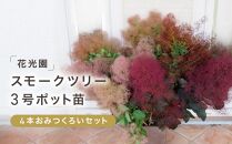 スモークツリー３号ポット苗 ４本おみつくろいセット〈花光園〉