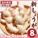 フレッシュ新しょうが８kg詰め 和歌山県産 新生姜 新鮮 産地直送 自家製 甘酢漬け、紅ショウガ、生姜湯、砂糖漬けに【クール冷蔵便】紀伊国屋文左衛門本舗
