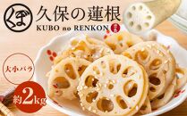大小バラ 蓮根 約2kg れんこん