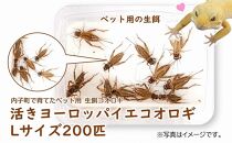 活きヨーロッパイエコオロギ Lサイズ200匹【北海道・東北・関東・沖縄・離島配送不可】【こおろぎ 爬虫類ペット コオロギ エサ 活きコオロギ ペット用 ペット用品 餌 人気 愛媛 内子町 送料無料】