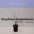 ダシリリオン・ロンギシマム　Dasylirion longissimum_栃木県大田原市生産品_Bear‘s palm