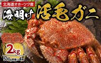 【先行予約】北海道オホーツク産海明け活毛ガニ　ボイル未冷凍配送(チルド 冷蔵配送)　500g前後　4尾　（2025年3月下旬より発送予定）_03502