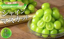 シャインマスカット 約1kg  (2房～3房) 有田巨峰村 【朝採 新鮮】 ■2025年発送■※8月中旬頃から9月下旬頃まで順次発送予定