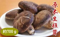原木生しいたけ約700g 和歌山有田産 ★2025年11月下旬頃より順次発送