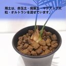 蘇鉄　Cycas revoluta_栃木県大田原市生産品_Bear‘s palm