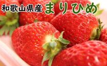 ［2026年4月発送］和歌山県産ブランドいちご「まりひめ」約300g×2パック入り［TM100］