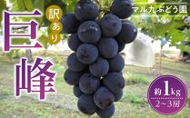 【先行予約】【訳あり・数量限定】 巨峰（種あり）約1kg 〔2025年8月上旬より順次発送〕