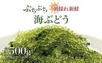 【発送は4月以降】海の幸　朝採れぷちぷち海ぶどう 朝採れ新鮮 海ぶどう～MOBAKO育ちのSEAGRAPES！？～