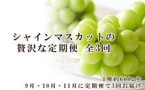 ぶどう 2025年 先行予約 9月・10月・11月発送 シャイン マスカット 晴王 1房 約600g×3回 ブドウ 葡萄  岡山県産 国産 フルーツ 果物 ギフト