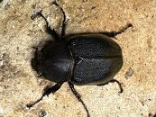 ヘラクレスオオカブト メス 1匹 サイズフリー　※配送不可地域あり