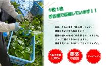 桑粉 150g 【桑の葉 粉末 ノンカフェイン 香川県 さぬき市】