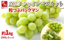 【先行予約】2025  シャインマスカット　粒つぶパックマン【訳ありパック】 2パック　約1キロ　長野県産【10月中旬頃～順次発送予定 】国際特許有機肥料栽培