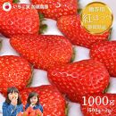 【贈答用】 静岡県産いちご 紅ほっぺ 500g×2パック（1パック12～15粒） 冷蔵配送 苺 フルーツ