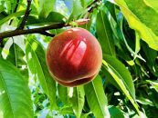 【2025年発送】＼ 硬めの桃！／  秋の収穫白桃　約2kg（4～10玉）