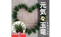 ＜産地直送＞元気なタマリュウ(7.5pot)130本セット『約3.25平方メートル分』