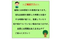 優しい雰囲気 マホニアコンフューサー 7号〈プラス樹〉
