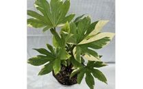 日陰で育つ綺麗な白斑の葉 斑入りヤツデ