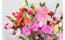宮田村産『カーネーション』の花束　母の日期間発送【5月8日(木)～5月11日(日)指定】（雑貨 日用品 花 植物 人気 フラワー プレゼント ギフト お祝い 贈答 贈り物 誕生日 記念日 母 インテリア 色鮮やか デコレーション 上伊那 宮田村 長野 信州）