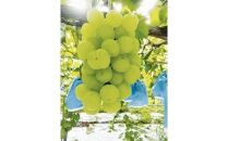 273.瀬戸ジャイアンツ（種なし）2kg前後（山本農園） ※2025年9月上旬～9月中旬頃に順次発送予定
