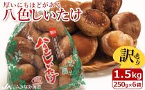【家庭用】厚いにもほどがある「八色しいたけ」1.5kg（250g×6袋）訳あり 不ぞろい 農家応援