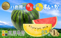 【先行受付】 八色原産 赤玉＆黄色 すいか セット 2～4L 計2玉 スイカ 大玉 金色羅王 西瓜 果物 フルーツ 旬 希少 貴重 甘い 国産 産地直送 食べ比べ お取り寄せ 送料無料 飯塚農場 新潟県 南魚沼市