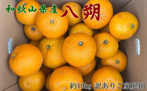 ［手選果 訳あり］和歌山 由良町産 八朔 約10kg サイズ混合 ご家庭用 ［TM205］