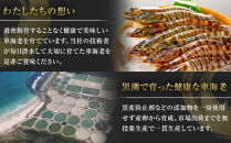 【お中元用】活き〆冷凍車海老　300g（LLサイズ）10～12尾入り
