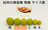 熟梅 南高梅 3kg 秀品 3Lまたは2Lサイズ 和歌山県産 A品 梅干し作り用 梅ジャム作り用