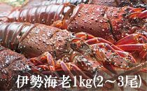 【三島村の漁師からお届け】伊勢海老