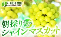 ★2025年7月下旬より順次発送★朝採りシャインマスカット（3～4房入り）