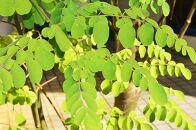 モリンガ鬱金（粒）、モリンガ茶セット