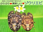 【和泊産】店主が素潜りで獲った幻のゾウリエビ1kg【ポイント交換専用】