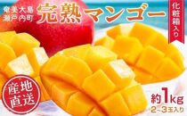 【2025年 先行予約】奄美完熟マンゴー 化粧箱 約1kg(2～3玉入り) 農家直送！