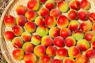 青梅 紅南高梅 5kg 朝採れ紅南高梅 2025年6月以降発送分