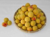 ［梅干づくり用］紀州南高梅5kg（2Lサイズ）