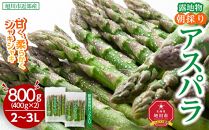 【2025年発送先行予約】露地物朝採りアスパラ 2L～3Lサイズ800g（400g×2）鮮度保持フィルム入り(2025年5月中旬発送予定) 【 アスパラ アスパラガス 朝採り とれたて 野菜 旬 小分け 保存 産直 産地直送 お取り寄せ 旭川市 北海道 】_01593