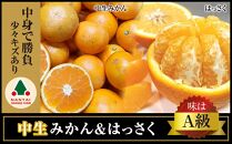 定期便 手さげ箱 セット 中生 有田みかん ＆ はっさく 全2回 南泰園
