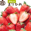 ＜1月より発送＞ 朝摘み 完熟 まりひめ約600g（300g前後×2トレイ）和歌山 いちご ［IKE101］