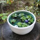 信楽焼 15号白カスミ水鉢 メダカ鉢 金魚鉢