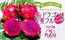 奄美産 食べごろ樹上完熟『赤蜜ドラゴンフルーツ』1kg×2箱セット